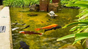 Take a break at the Koi Pond